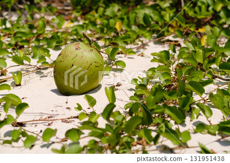 Green coconut resting on sandy ground surrounded by lush vegetation in a tropical setting under bright sunlight Green coconut resting on sandy ground surrounded by lush vegetation in a tropical setting under bright sunlight 131951438