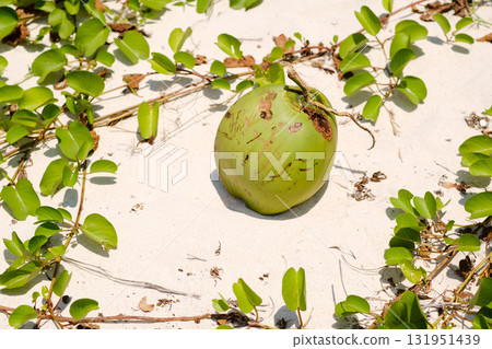 Fresh green coconut lying on sandy beach surrounded by vibrant green foliage in sunny tropical setting during daytime 131951439