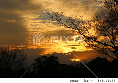 日落和森林剪影 131951511