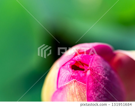 一朵即將綻放的蓮花 131951684