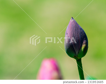 A swollen lotus bud about to bloom A swollen lotus bud about to bloom 131951685