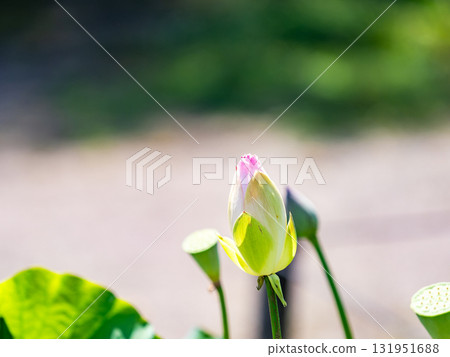 一朵即將綻放的蓮花 一朵即將綻放的蓮花 131951688