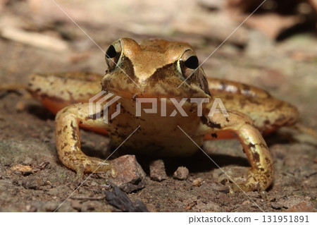 Japanese Brown Frog in Forest Litter Japanese Brown Frog in Forest Litter 131951891