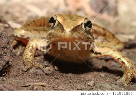森林垃圾中的日本棕蛙 131951895