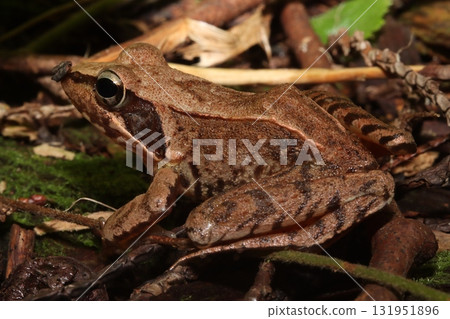 Japanese Brown Frog in Forest Litter Japanese Brown Frog in Forest Litter 131951896