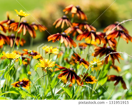Colorful scenery of a summer flowerbed Colorful scenery of a summer flowerbed 131951915