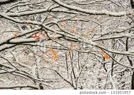 Snow maple 131951957