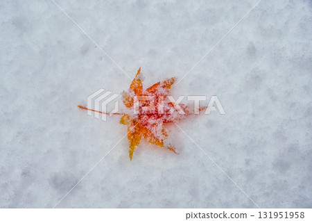 Autumn leaves falling on the snow Autumn leaves falling on the snow 131951958