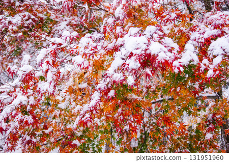 Snow maple 131951960