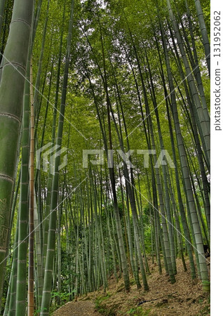 仰望高台寺的竹林小徑 仰望高台寺的竹林小徑 131952062
