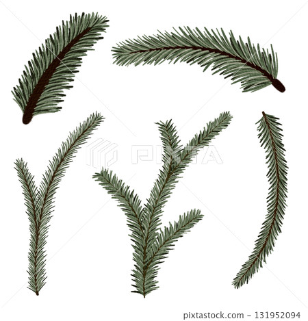 Watercolor Illustration of Pine Tree Branches Isolated on White Background Watercolor Illustration of Pine Tree Branches Isolated on White Background 131952094