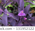 路邊盛開的紫宮花葉 131952122
