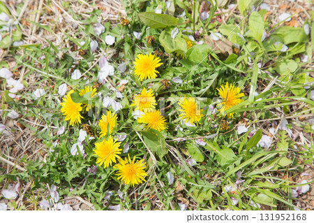 櫻花花瓣和蒲公英 131952168