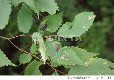 The eggs of the Zelkova ash beetle can be found inside the galls that form on Zelkova leaves. 131952211