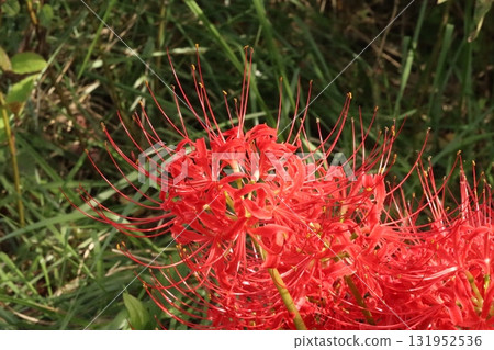 The crimson red spider lilly that colors autumn The crimson red spider lilly that colors autumn 131952536