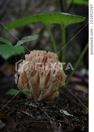 Broom mushrooms appear on the forest floor of a broadleaf forest in autumn. They look like small pieces of coral. 131952597