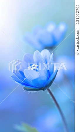 Blue spring flower close-up on a varied background, a macro beauty of nature's purple and blue bloom 131952763