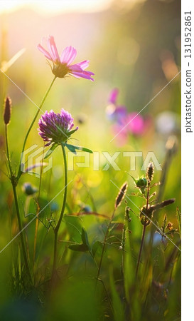 Vibrant red poppies bloom wildly in a summer meadow under the morning sun 131952861