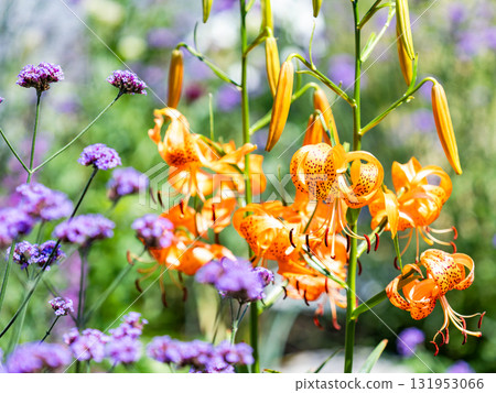 盛開的橙色虎皮百合 盛開的橙色虎皮百合 131953066