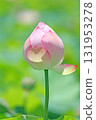 Lotus flowers in Yasuragi Park 131953278