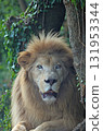 White Lion 131953344