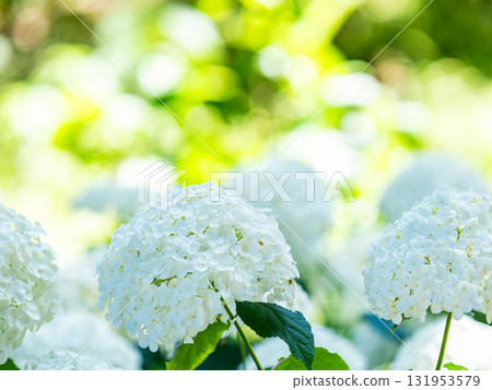 為雨季增添色彩的風景 色彩繽紛、美麗的繡球花 131953579