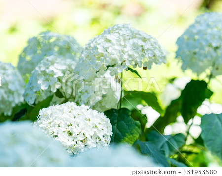 為雨季增添色彩的風景 色彩繽紛、美麗的繡球花 131953580