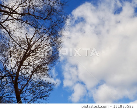 Winter sky, winter-withered trees and clouds 131953582