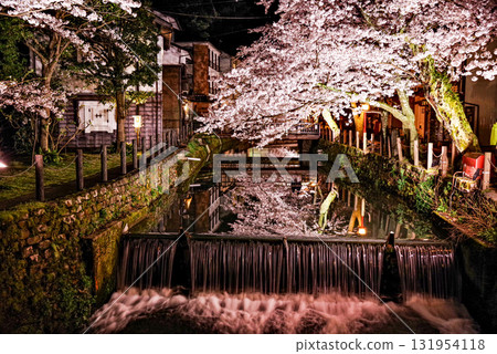 Night cherry blossoms of Kinosaki Onsen 131954118
