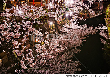 Night cherry blossoms of Kinosaki Onsen 131954121