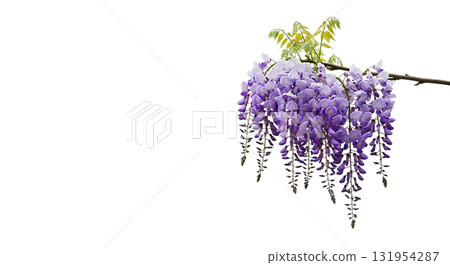 Elegant wisteria blooms cascade with graceful beauty, perfect for designs needing a touch of spring, romantic flair, or botanical inspiration 131954287