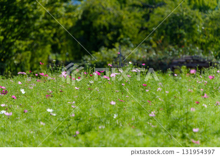 綠色草地上盛開的粉紅波斯菊田 131954397