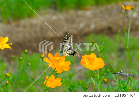 棲息在波斯菊波斯菊的Swallowtail蝴蝶 131954404