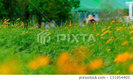 黃色波斯菊盛開的秋季風景 黃色波斯菊盛開的秋季風景 131954405