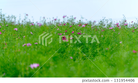 秋天天空和綠色田野下盛開的波斯菊 131954406