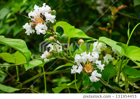 A vibrant of blooming white crape myrtle with leaves and bud . A vibrant of blooming white crape myrtle with leaves and bud . 131954455