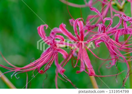 Past its peak, red spider lilies 131954799