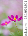 粉紅色的波斯菊領域 131954801