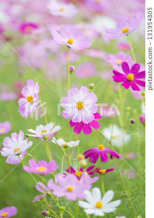 Pink cosmos field Pink cosmos field 131954805