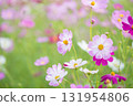 粉紅色的波斯菊領域 131954806