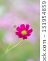 粉紅色波斯菊田和一朵波斯菊花 131954859