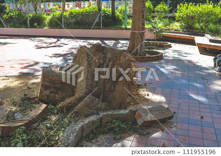 Sept 27 2025 Tree Stump and Debris in Park With Benches, Bricks, Sept 27 2025 Tree Stump and Debris in Park With Benches, Bricks, 131955196