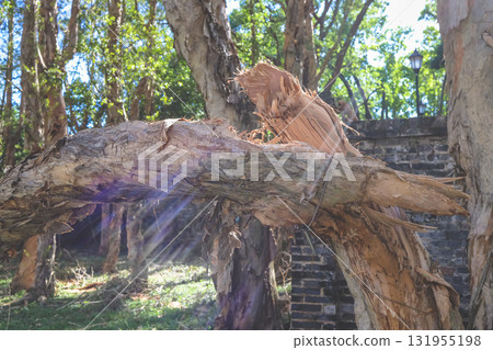 Sept 27 2025 Broken Tree Trunk With Sunlight Rays In Forest Setting Near 131955198