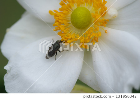 Blooming Japanese anemone and rice fly 131956342