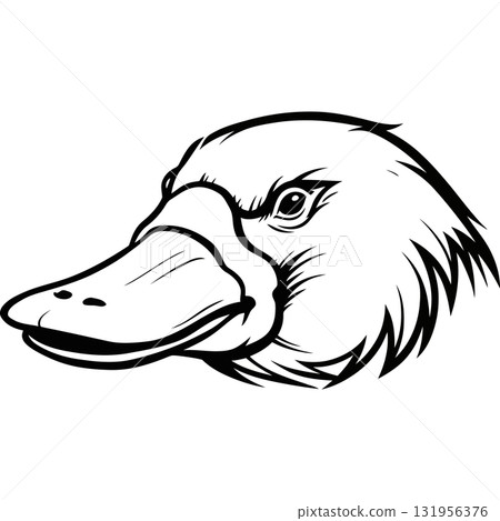 Wild Faces 131956376