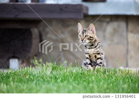 Elegant Bengal Kitten Portrait with Expressive, Captivating Eyes Elegant Bengal Kitten Portrait with Expressive, Captivating Eyes 131956401