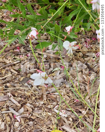 White Oenothera lindheimeri, commonly known as Lindheimer's beeblossom, white gaura, Lindheimer's clockweed, is a species of Oenothera. White Oenothera lindheimeri, commonly known as Lindheimer's beeblossom, white gaura, Lindheimer's clockweed, is a species of Oenothera. 131956495