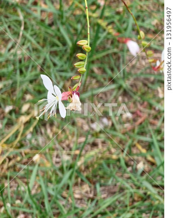 White Oenothera lindheimeri, commonly known as Lindheimer's beeblossom, white gaura, Lindheimer's clockweed, and Indian feather, is a species of Oenothera. White Oenothera lindheimeri, commonly known as Lindheimer's beeblossom, white gaura, Lindheimer's clockweed, and Indian feather, is a species of Oenothera. 131956497