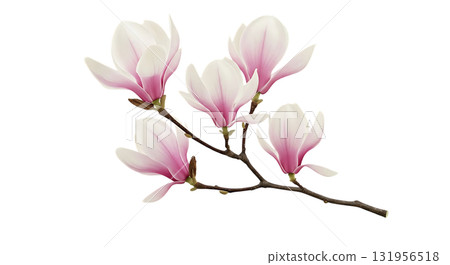 Elegant magnolia blossom branch with delicate pink petals, ideal for spring designs, wedding invitations, or nature-inspired marketing materials 131956518