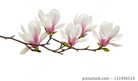 Elegant magnolia blossoms on a branch, evoking springtime beauty and natural grace for floral designs and botanical themes, a touch of serene elegance. 131956519